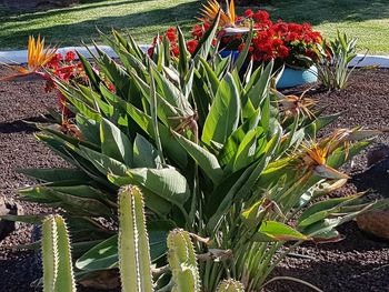 High angle view of flowering plants on field