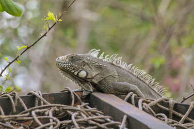 Close-up of iguana on metal