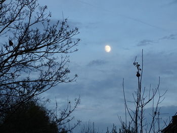 Low angle view of silhouette tree against sky at night