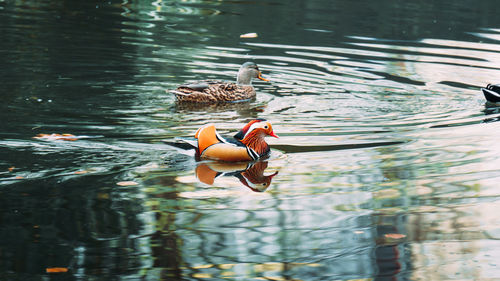 Ducks swimming in lake