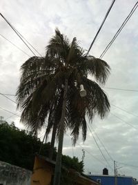 Low angle view of palm trees against cloudy sky