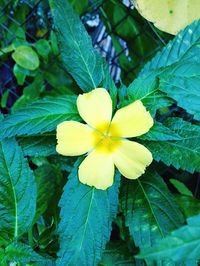 Close-up of yellow flower