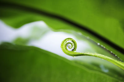 Close-up of raindrops on leaf