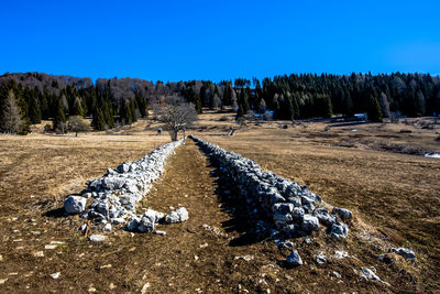 Scenic view of field against clear sky