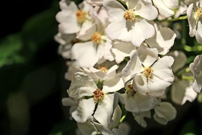 Close-up of white cherry blossoms