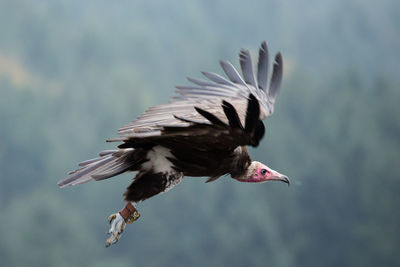 Close-up of eagle flying