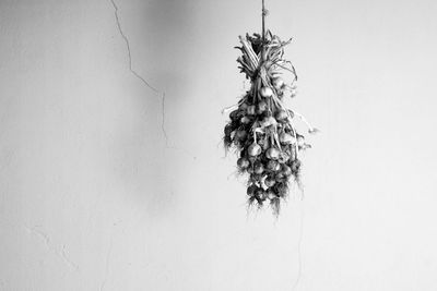 Close-up of plant hanging against white background