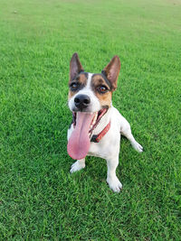 Portrait of dog sticking out tongue on field