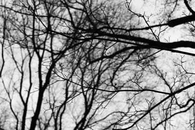 Low angle view of bare tree against sky