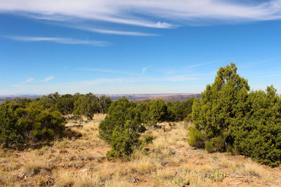 Trees on landscape against sky