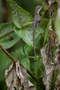 Close-up of fresh green leaves on plant