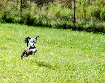 Dog running on grassy field