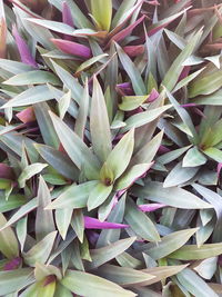 Full frame shot of plants