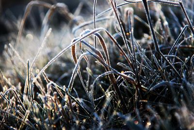 Close-up of dry grass on field