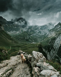 View of a dog on a mountain peak