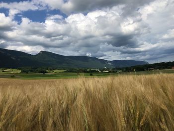 Scenic view of agricultural field against sky