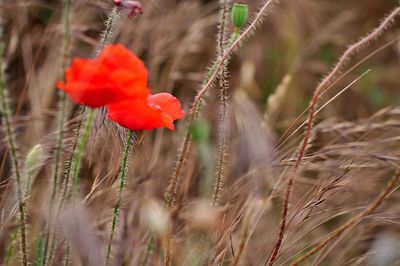 Close-up of poppy blooming on field