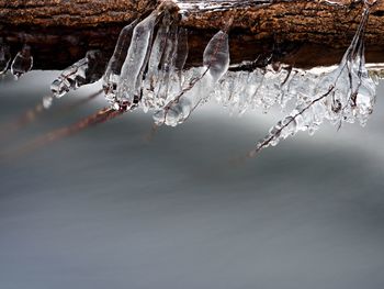 Icicles hang on twigs and bark above chilli rapid stream. winter mountain stream, icicles on trunk