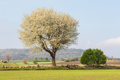 Tree on field against sky