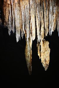 Close-up of icicles hanging on rock in cave