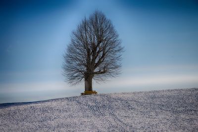 Bare tree on snow covered landscape against sky