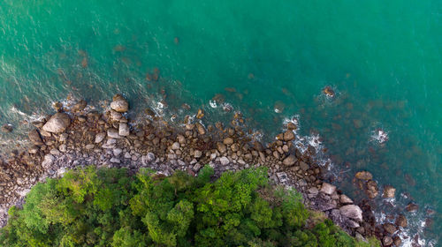 High angle view of turtle in sea