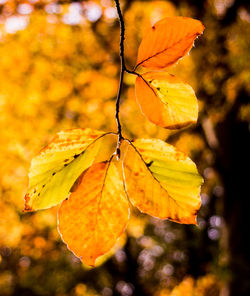 Close-up of leaves on leaf