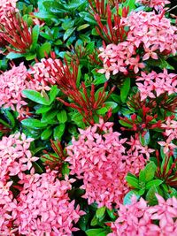 Close-up of pink flowers blooming outdoors