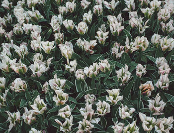 High angle view of white flowering plants