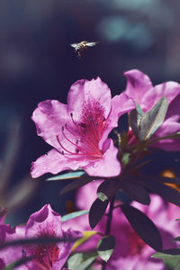 Close-up of bee pollinating on pink flower