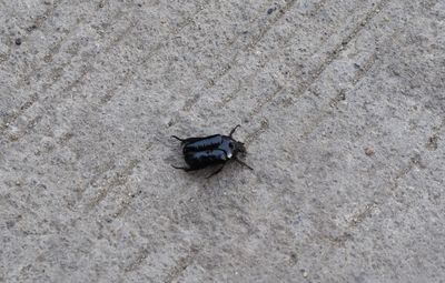 High angle view of black insect on land