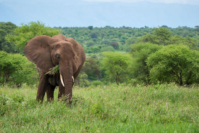 The african bush elephant