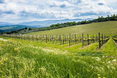 Scenic view of agricultural field against sky