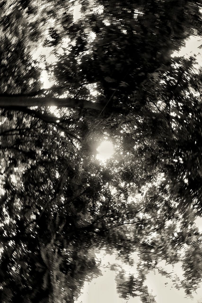 LOW ANGLE VIEW OF TREES IN FOREST AGAINST BRIGHT SUN