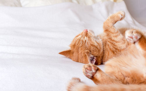 Close-up of a cat lying on bed