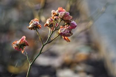 Close-up of cherry blossom on plant