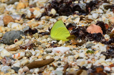 Close-up of green butterfly on stone covered field