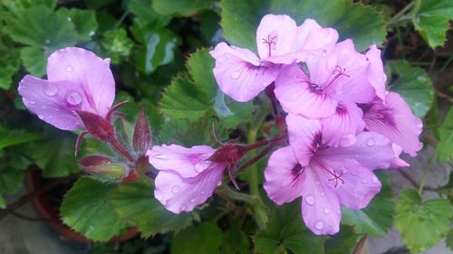 Close-up of water drops on pink flower