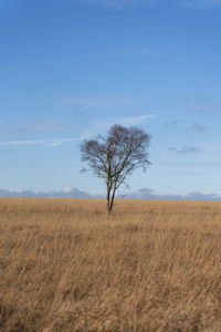 Bare tree on field against sky