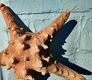 Close-up of rusty metal