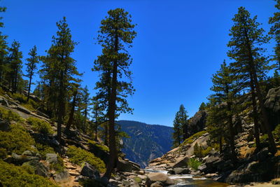 Pine trees in forest against clear blue sky