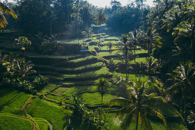 Scenic view of agricultural field