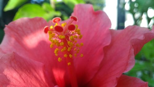 Close-up of pink hibiscus blooming outdoors