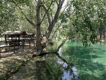 Scenic view of lake by trees in park