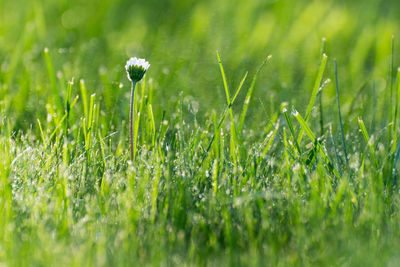 Close-up of wet grass growing in field