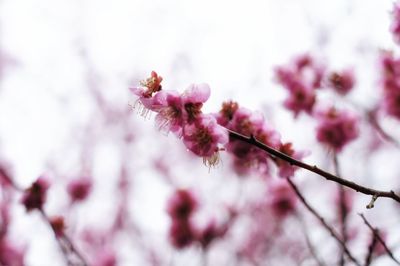 Cherry blossoms in japan