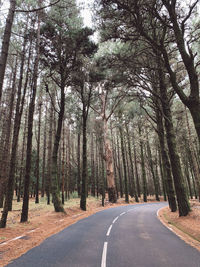 Empty road along trees in forest