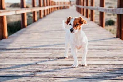 Portrait of dog on footpath