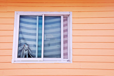 Cat seen through window