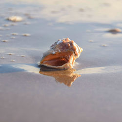 Close-up of shell on beach